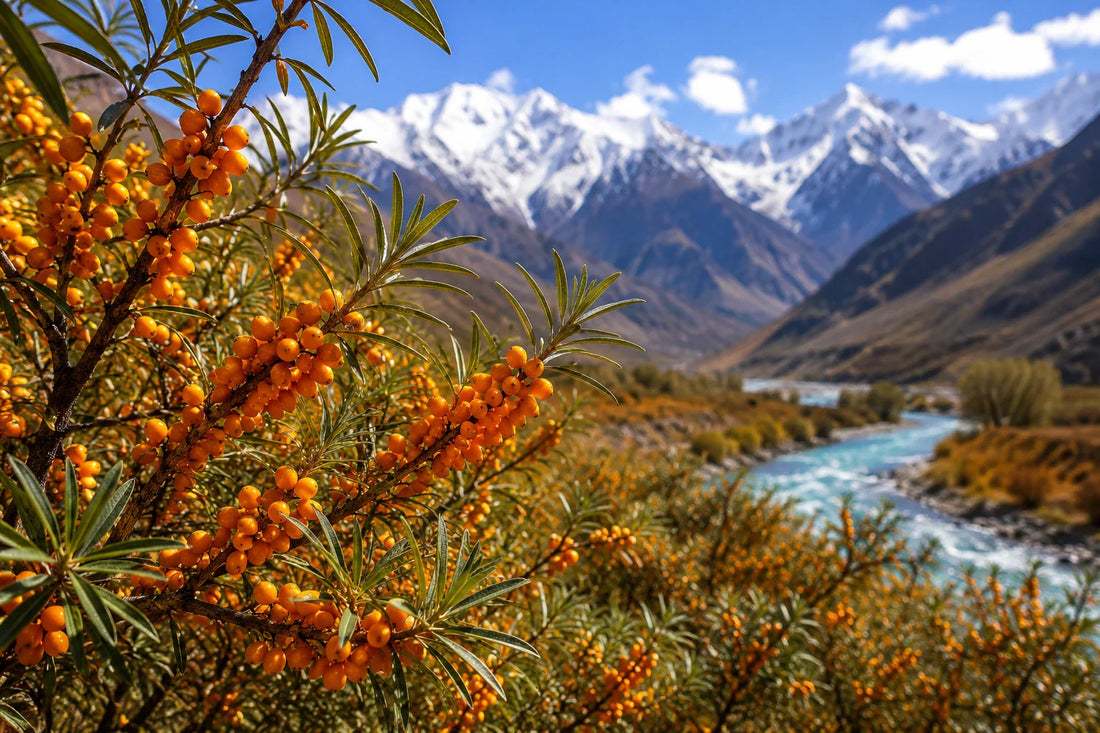 Sea Buckthorn: The Ancient Superberry for Modern Wellness