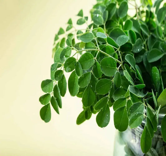 Are Moringa Leaves Beneficial For Weight Loss? Let’s Find out!