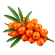 Sea Buckthorn