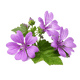 Countrymallow